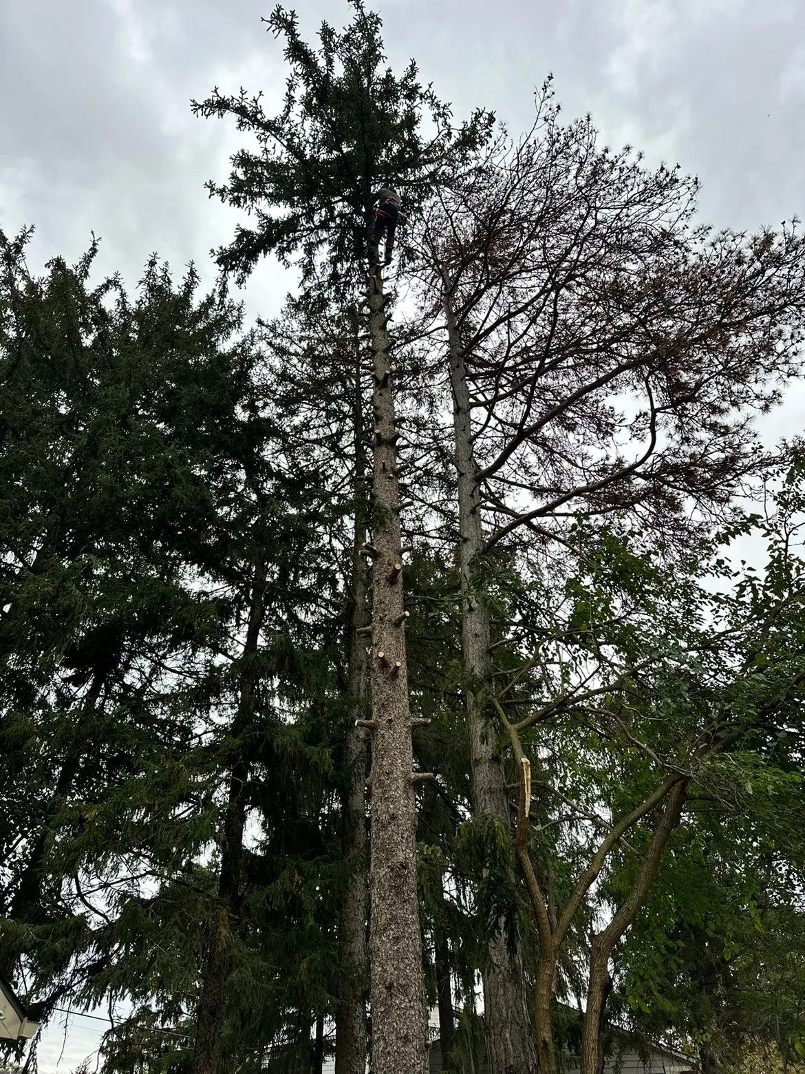 Tree Removal project detail 3