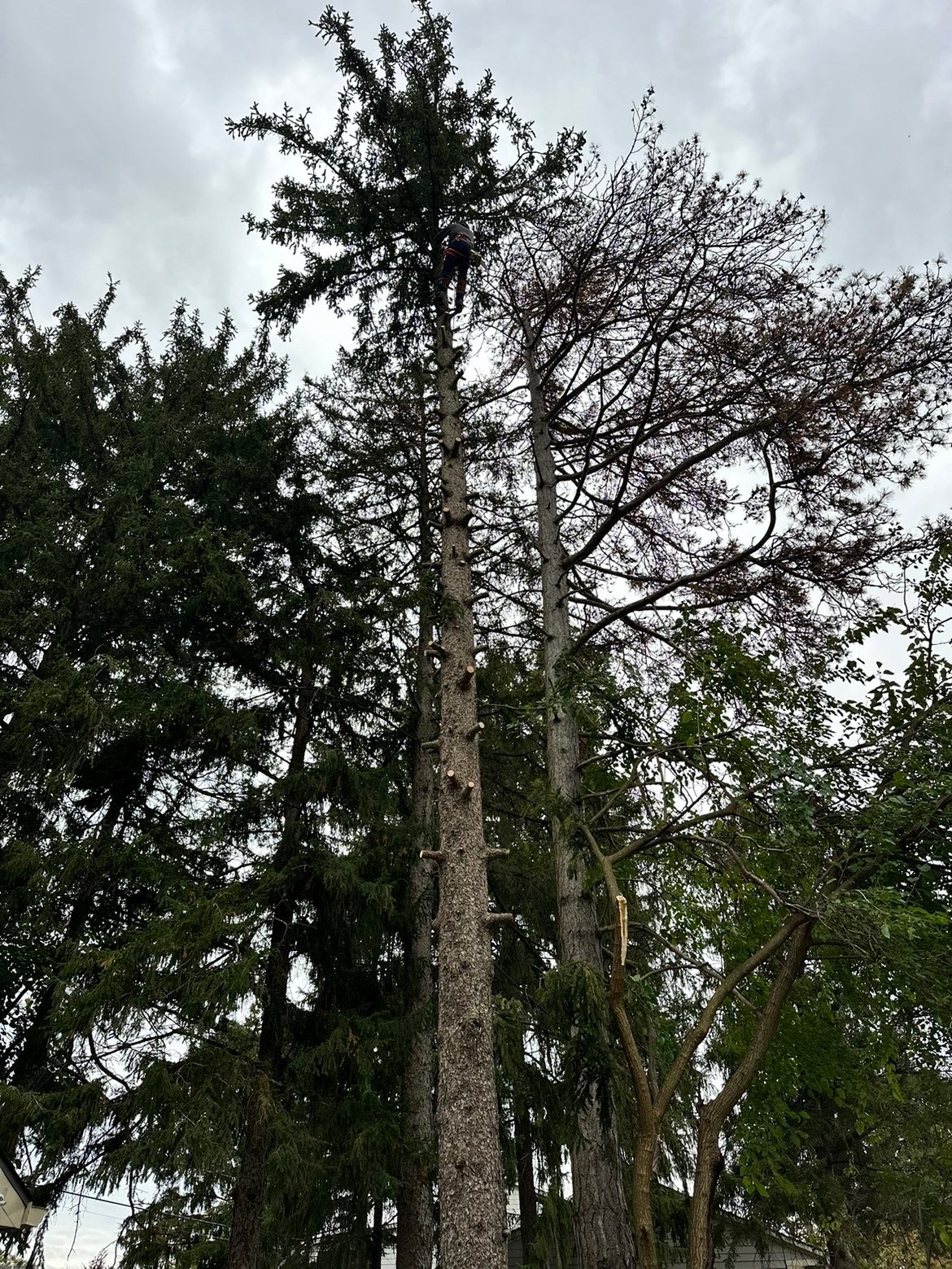 Tree Removal project detail 3