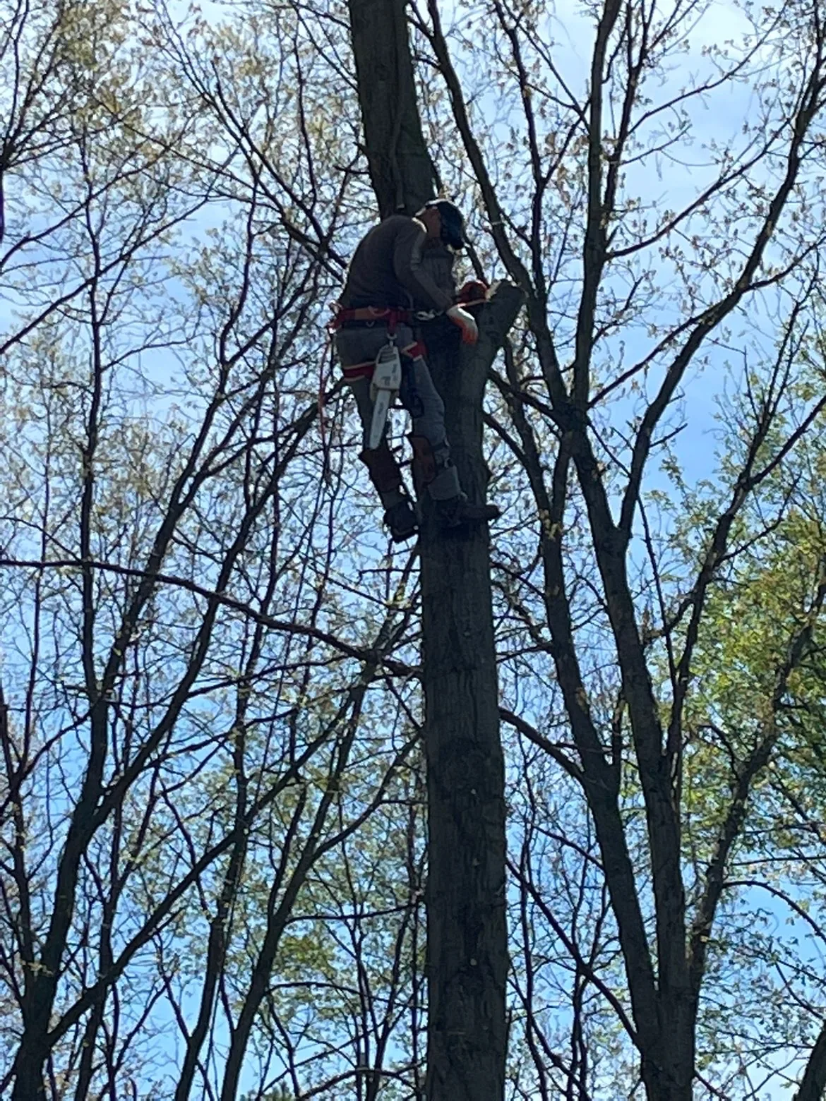 Tree Removal project serving Berkley, Michigan