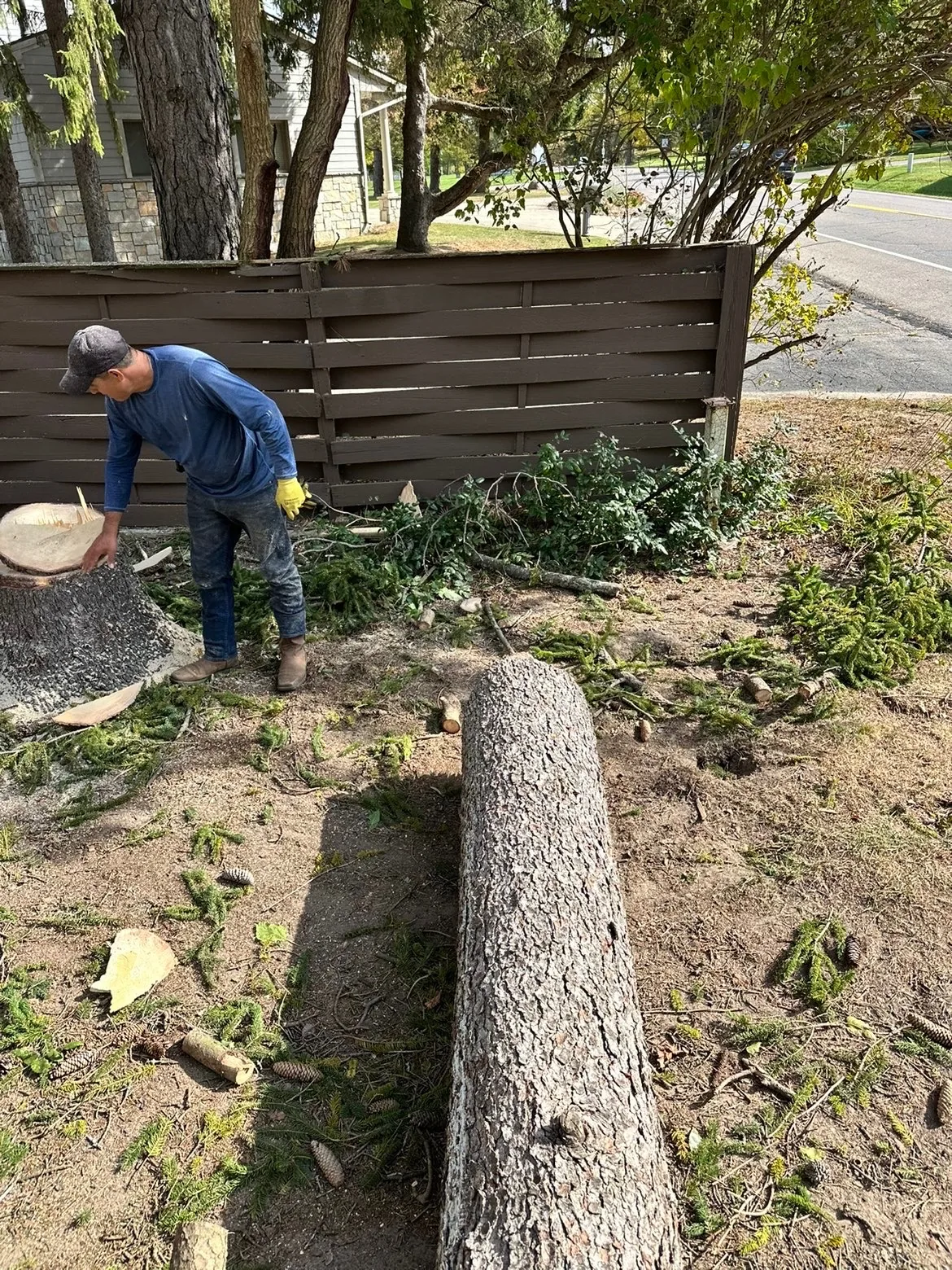 Tree Removal project detail 2